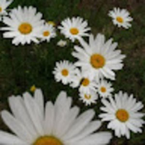 Meet your Posher, Lee